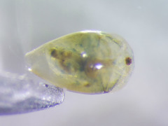 Eurycercus longirostris