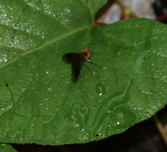 Chrysopilus quadratus