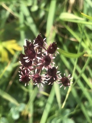 Micranthes nelsoniana