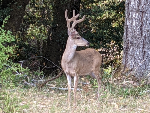 iNaturalist observation photo of Columbian Black-tailed Deer