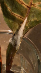 Sclerotinia sclerotiorum