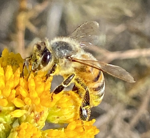 iNaturalist observation photo of Western Honey Bee