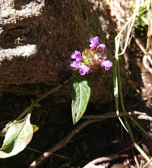 Prunella vulgaris vulgaris