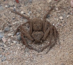 Sicarius thomisoides