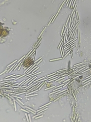 Tolypocladium rouxii
