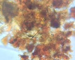 Tolypocladium rouxii