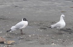 Chroicocephalus serranus