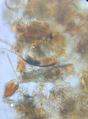 Tolypocladium rouxii