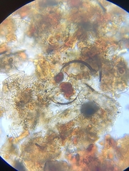 Tolypocladium rouxii