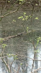 Nerodia erythrogaster
