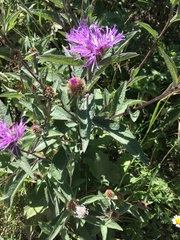 Centaurea phrygia abbreviata