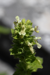 Stachys recta