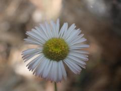 Erigeron tracyi