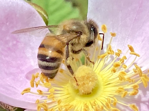 iNaturalist observation photo of Western Honey Bee