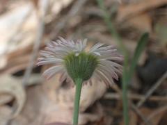 Erigeron tracyi