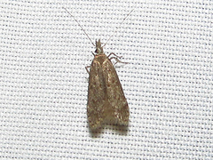 Dichomeris punctidiscellus