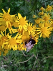 Bombus lucorum