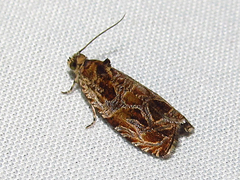Phaecasiophora confixana