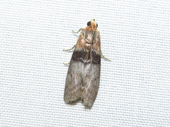 Sciota vetustella