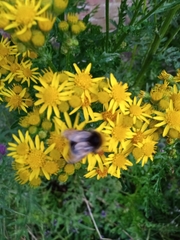 Bombus lucorum