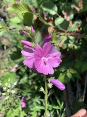 Sidalcea neomexicana