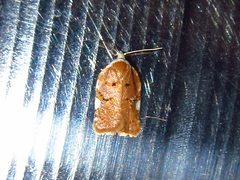 Acleris cervinana