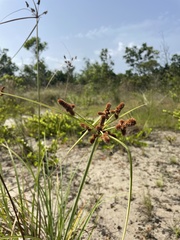 Cyperus ligularis