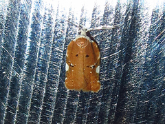 Acleris cervinana