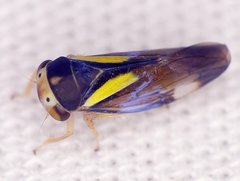 Balcanocerus provancheri