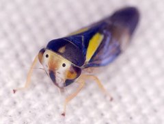 Balcanocerus provancheri