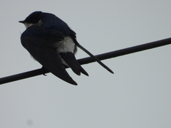 Tachycineta leucopyga