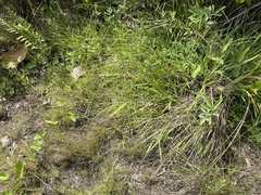 Eragrostis elliottii