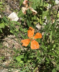 Papaver oreophilum