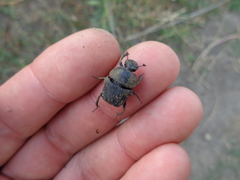 Gymnopleurus mopsus