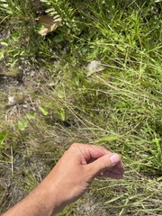 Eragrostis elliottii