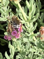 Halictus poeyi