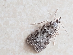 Scoparia basistrigalis