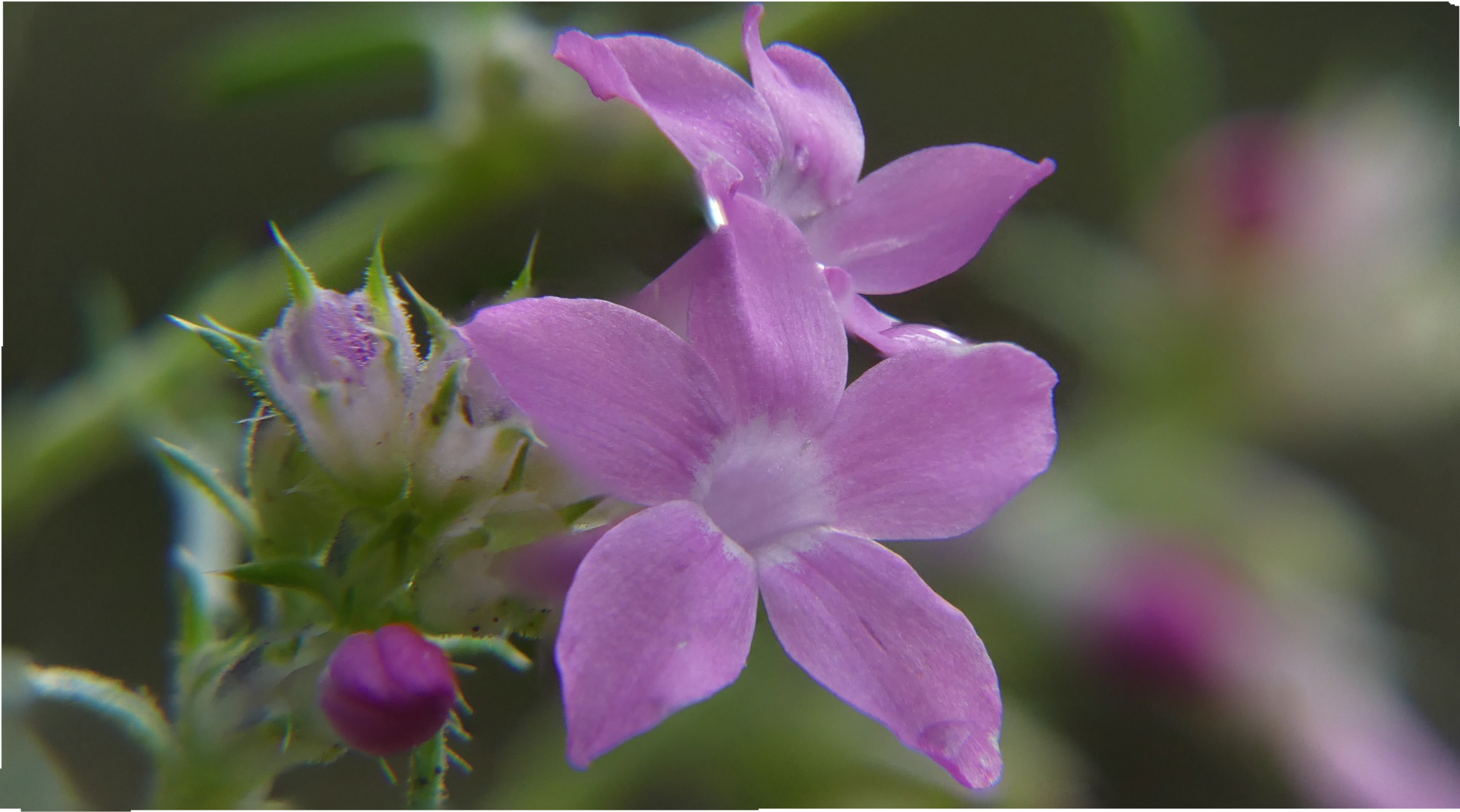Ipomopsis sancti-spiritus