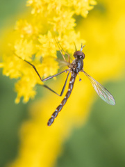 Dolichomyia gracilis