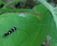 Leptocerus interruptus