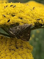 Loxostege munroealis