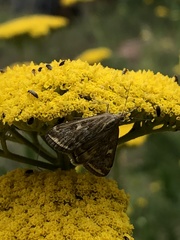 Loxostege munroealis