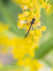 Dolichomyia gracilis