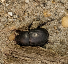 Dyscinetus morator