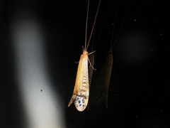 Amphipsyche gratiosa