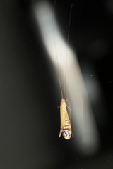 Amphipsyche gratiosa