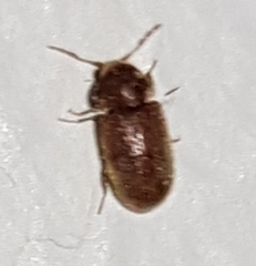 Stegobium