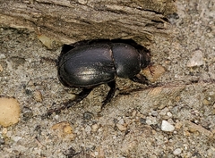 Dyscinetus morator
