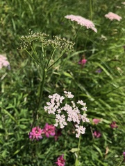 Pimpinella major