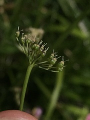Pimpinella major